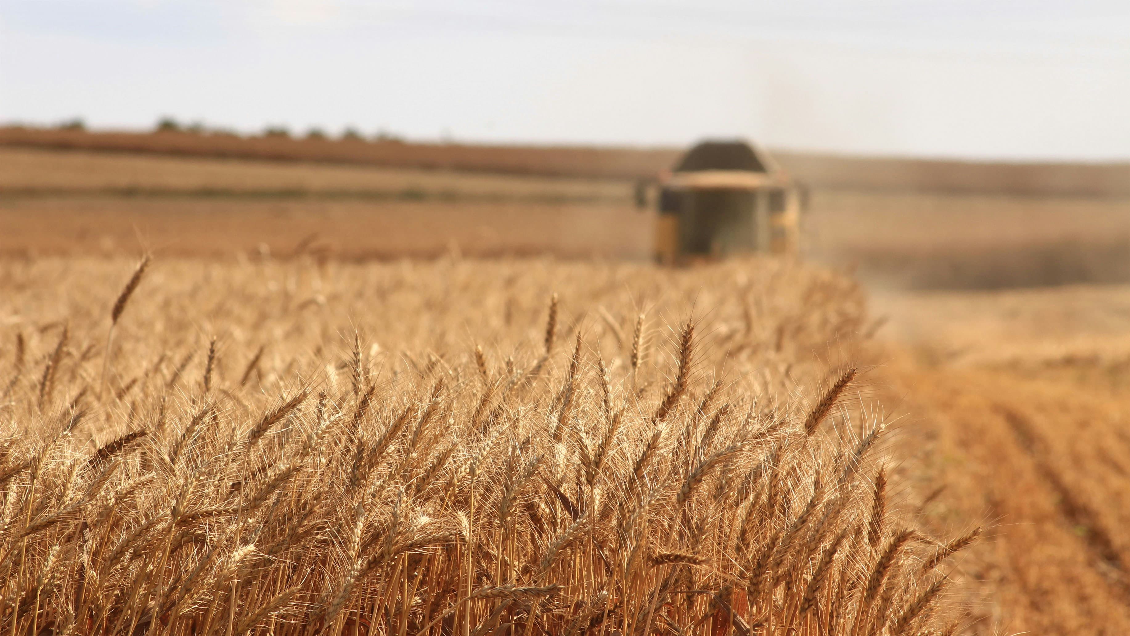 Agriculture & Agribusiness